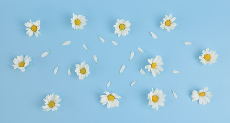 Obraz premium Flat lay of Daisy Flower pattern on blue background.