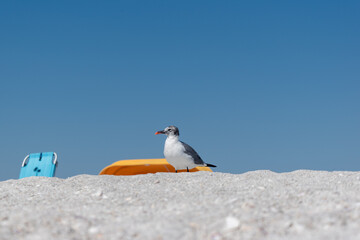 Seagull near beach chair and umbrella in sandy tropical beach.