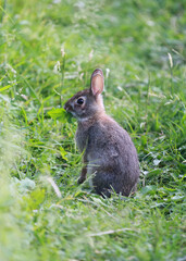 Garden rabbit eat broad-leafed weeds, clover, grasses, and lettuce leaves
