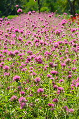 Attractive PurpleFlowers in a Park