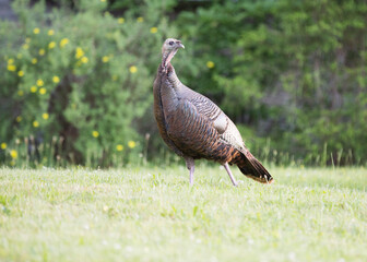 Female wild turkeys (hens) are smaller and less iridescent than males. 