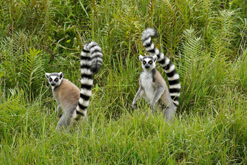 Ring-tailed lemurs, Lemurs Island, Andasibe, Madagascar © Michele Burgess