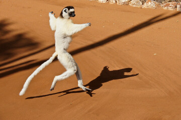 Verreaux's sifaka "dancing," Berenty Reserve, Madagascar