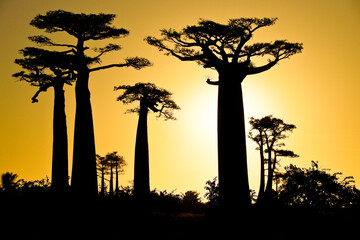 Fototapeta na wymiar Grandidier's baobab trees at sunset, Morondava, Madagascar