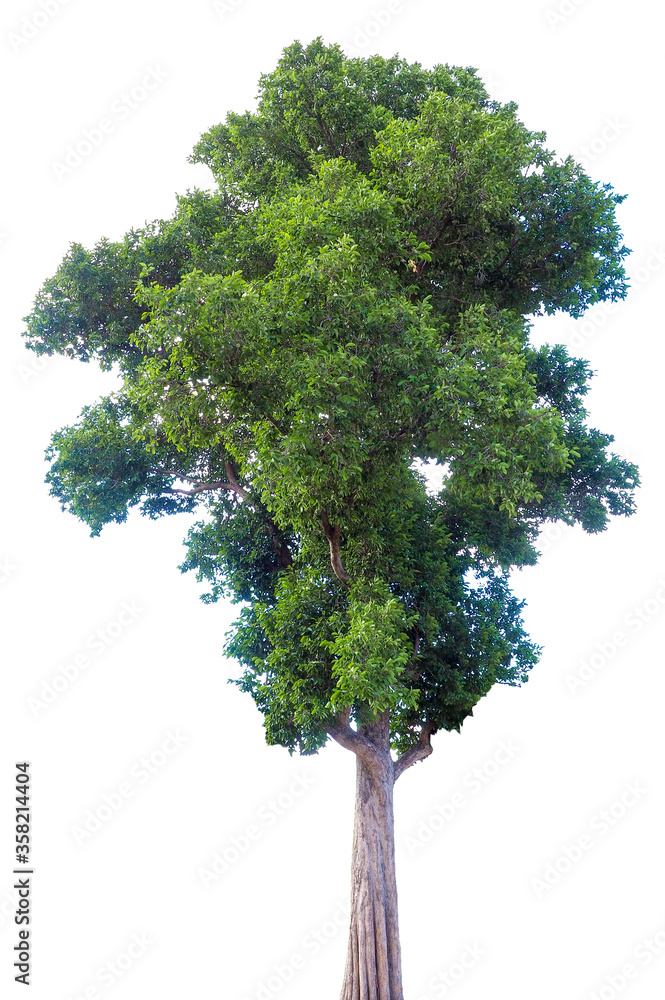 Poster tree isolated on a white background