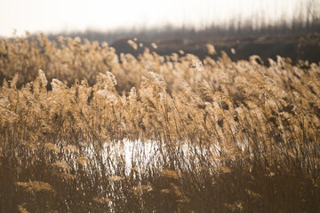 Reeds in autumn