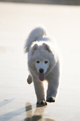 Naklejka premium cute samoyed