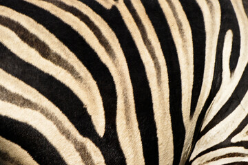Fototapeta na wymiar Shadow stripes of Burchell's (common, plains) zebra, Etosha National Park, Namibia
