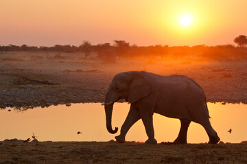 Elephant walking past waterhole as sun sets, Okaukuejo, Etosha National Park, Namibia