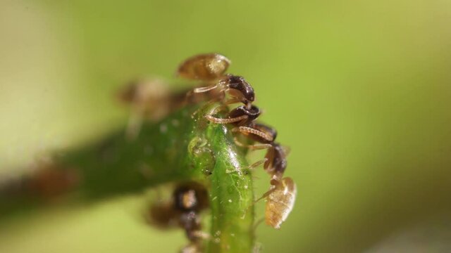 Many ants eat a green grasshopper insect's leg - Macro Shot