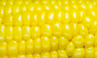 とうもろこしの背景素材