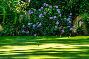 Rhododendronbusch