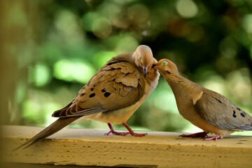 A Pair of Mourning Doves indulged in  romance 