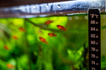 Selective focus on a fish tank thermometer mounted to glass edge with blurred fish in background