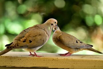 A Pair of Mourning Doves indulged in  romance 
