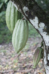 Cacao