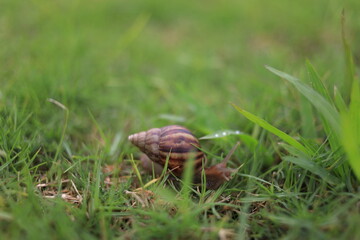 snail on grass
