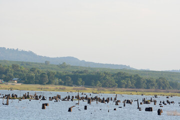 Tree stumps beside the river landscape.