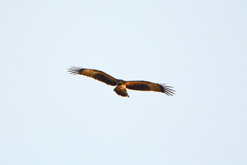 Fototapeta premium Brahminy Kite flying on sky 