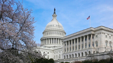 United States Capitol and cherry tree in bloom, Washington DC