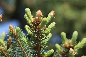 coniferous