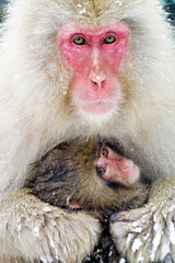 Mother and baby Japanese macaques (snow monkeys) in winter, Jigokudani, Yamanouchi, Nagano, Honshu, Japan