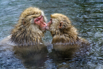 Naklejka premium Japanese macaques (snow monkeys) bathing in hot spring, Jigokudani, Yamanouchi, Nagano, Honshu, Japan