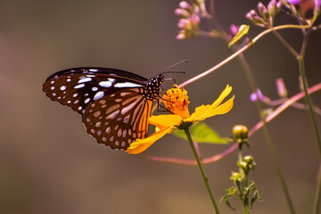 Fototapeta na wymiar Butterfly sucking nectar from flower