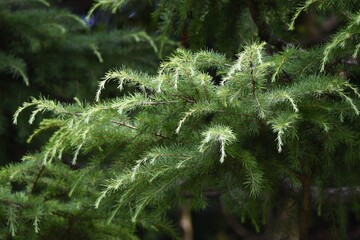 Himalaya ceder (Deoder ceder) is a Pinaceae evergreen coniferous tree.