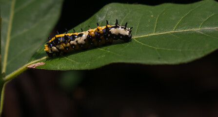 A colorful caterpillar basking in the afternoon Sun