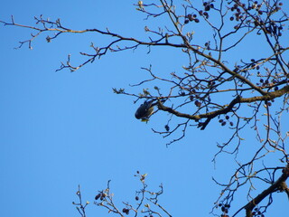 tree branches against blue sky