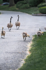 Goose Babies walking around the park