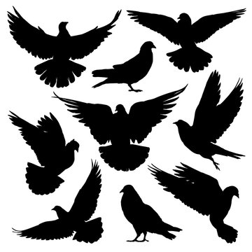 Dove / pigeon silhouettes set. Vector illustration