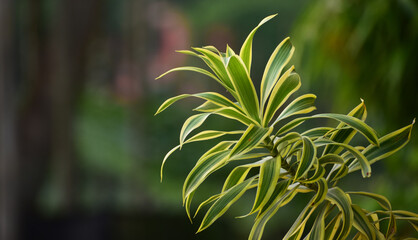 Dracaena Reflexa song of India, an indoor plant with colored leaves and irregular stems. Also used as an ornamental plant