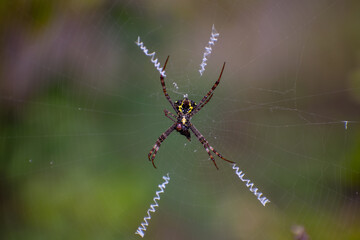 Garden spider getting hold of the insect stuck in its web