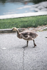 Goose Babies walking around the park