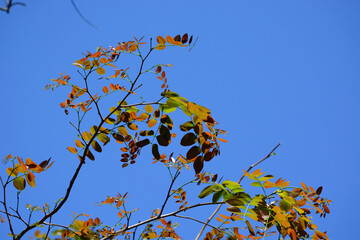 Beautiful leaves in spring for background.