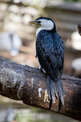the pied cormorant is perched on a log