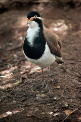 the banded lapwing is black, white and brown bird