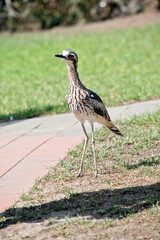 Obraz premium the bush stone curlew is walking on a path