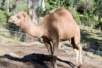 the camel is brown with a hump