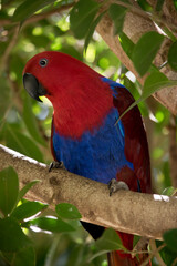 the female electus parrot is perched on a branch