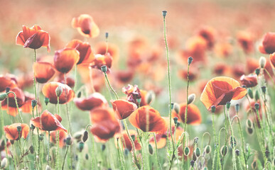 Field of poppy flowers at sunset, selective focus, color toning applied.