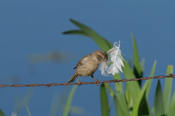 Bird with a feather