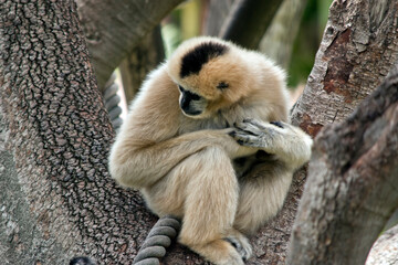 Obraz premium the white cheeked gibbon is up a tree