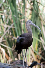 the glossy ibis is standing on a log