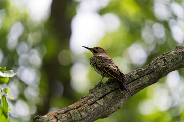 Colorful northern flicker