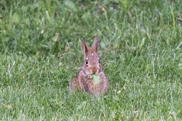 Rabbit eating leaf