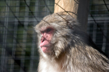 this is a close up of a Japanese Macaque