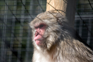 this is a close up of a Japanese Macaque
